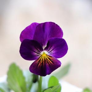 ビオラ あかつき 3.5号ポット苗 寄せ植え 鉢...の商品画像