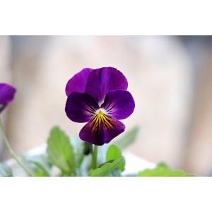 ビオラ あかつき 3.5号ポット苗 寄せ植え ...の詳細画像2