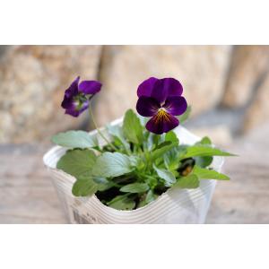 ビオラ あかつき 3.5号ポット苗 寄せ植え ...の詳細画像3