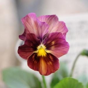 ビオラ しんしん 3.5号ポット苗 寄せ植え ...の詳細画像1