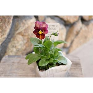 ビオラ しんしん 3.5号ポット苗 寄せ植え ...の詳細画像3