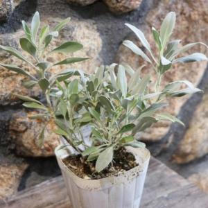 ペペロミア 美依子 3号ポット苗 観葉植物 鉢植え お洒落 おしゃれ
