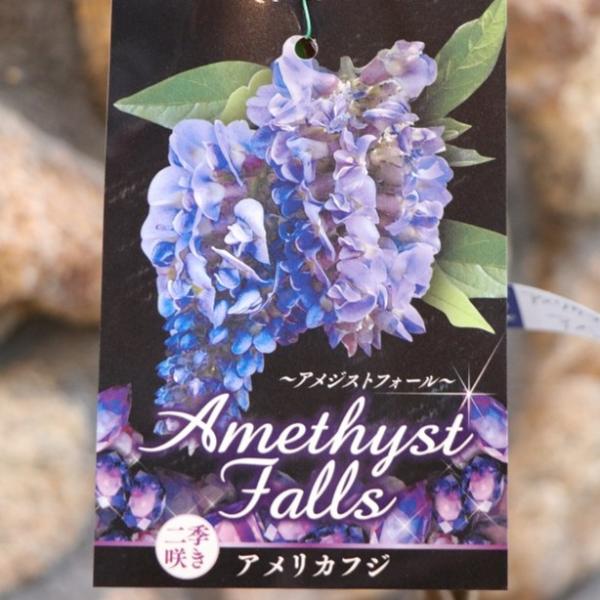 アメリカフジ アメジストフォール 4.5号ポット苗 藤 植木 苗木 鉢植え 地植え お洒落 可愛い ...