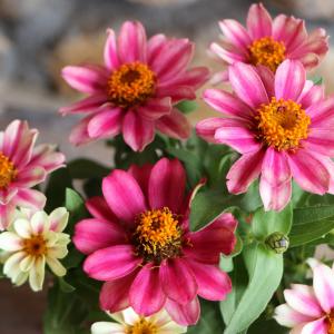 一重咲き ジニア プロフュージョン チェリーバイカラー 3〜3.5号ポット苗 百日草 寄せ植え 鉢植え 花壇 お洒落 可愛い 春の花 夏の花 秋の花 花 苗 初心者