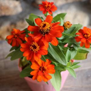 一重咲き ジニア プロフュージョン オレンジ 3〜3.5号ポット苗 百日草 寄せ植え 鉢植え 花壇 お洒落 可愛い 春の花 夏の花 秋の花 花 苗 初心者