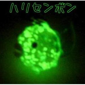 蓄光ガラス ストラップ ハリセンボン 蓄光 夜光...の商品画像