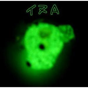 蓄光ガラス ストラップ イヌA 蓄光 夜光 光る...の商品画像