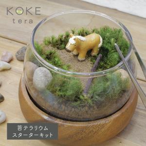苔テラリウム キット 馬 防水 フィギュア 付き 苔 育成キット コケリウム 箱庭 苔 手作り テラリウム ワークショップ イベント 工作 夏休み 工作 小学生