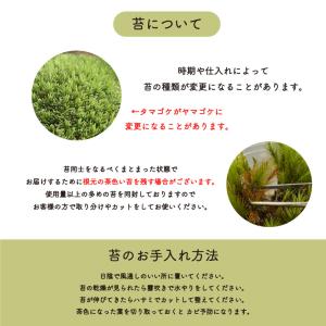 苔テラリウム キット うさぎ 防水 フィギュア...の詳細画像5