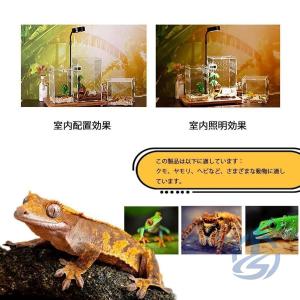 爬虫類 両生類 飼育 ケース 容器 透明 小動...の詳細画像4