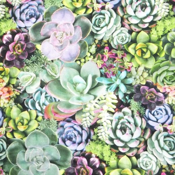 SUCCULENTS (USAコットン 生地 布)