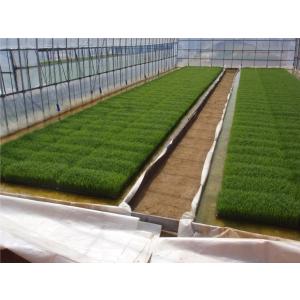 プール育苗シート 0.26ｍｍ3.0ｍ×20ｍ 水稲 育苗