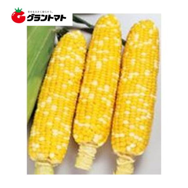 ピーターコーン 500粒 春まき サカタのタネ【ゆうパケット可】