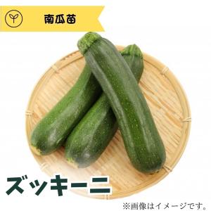 ズッキーニ 南瓜苗 1ポット キラッとファーム【生産農場直送】【苗以外同梱不可】｜grantomato