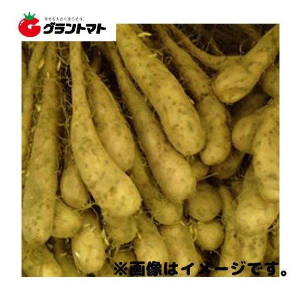 とっくり芋(自然薯) 種子 800g 長いも