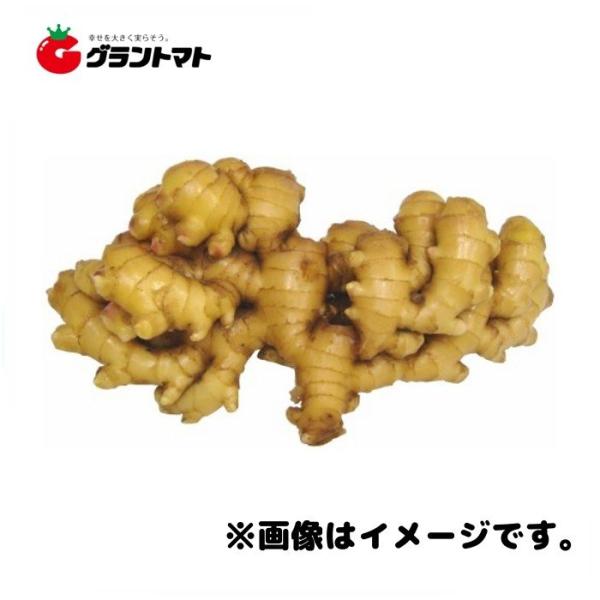 三州生姜種子 600g 中型しょうが