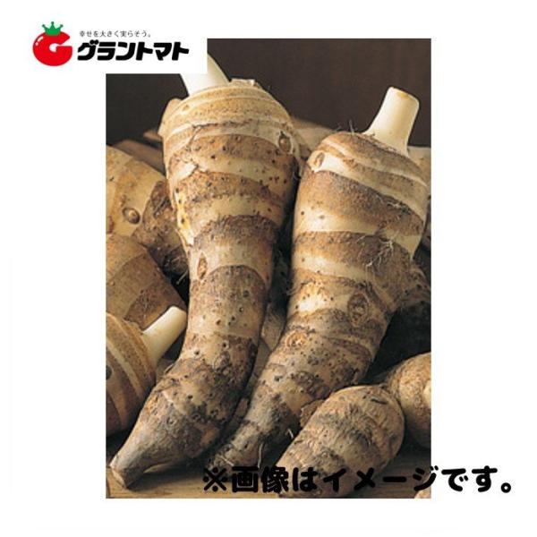 唐の芋(海老芋(えびいも))種子 500g さといも