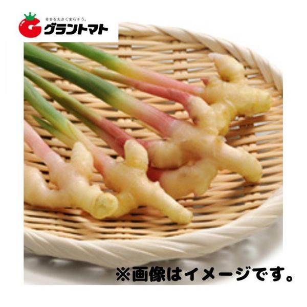 金時生姜種子 500g 小型しょうが