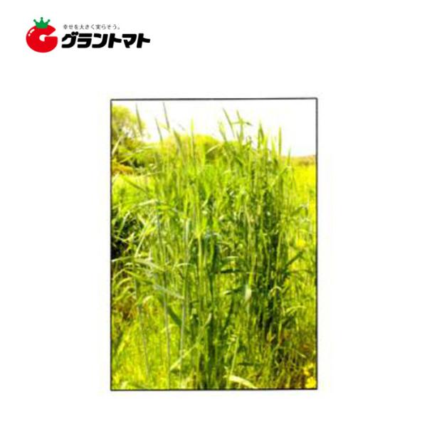 TRY-1(トライワン) 1kg らい麦種子 タキイ種苗【取寄商品】