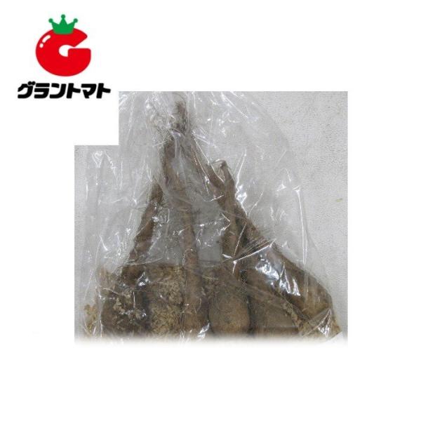 短径自然薯(じねんじょ) 5本いり ヤマノイモ種子【300?400g】