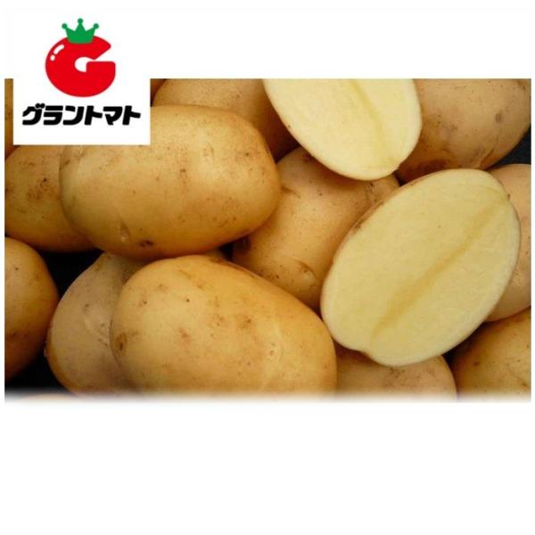 さんじゅうまる 1kg 秋ジャガイモ種子【種子 いも ばれいしょ】【即日出荷限定】