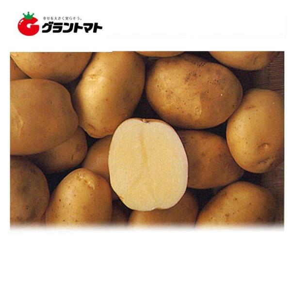 出島(デジマ) 2kg 種ばれいしょ 長崎県産 秋植えジャガイモ種子【秋限定販売】