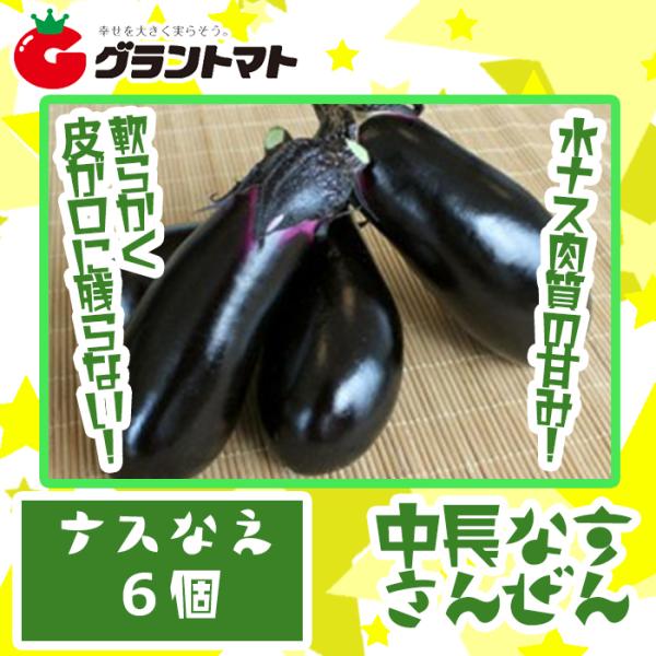 さんぜんなす　1ポット　なす（接木）苗【生産農場直送】