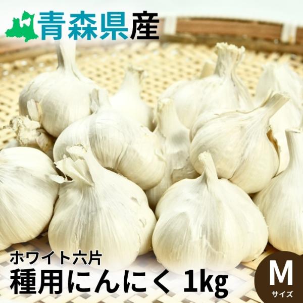 ホワイト六片ニンニク種子 1kg Mサイズ【青森県産】