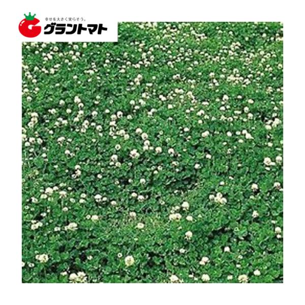 しろクローバー種子 フィア(Rh) 500g【取寄商品】【ゆうパケット可】