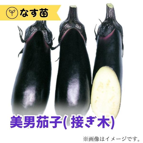 美男茄子苗 接木苗 1ポット ナス苗 なす苗 キラッとファーム【生産農場直送】【苗以外同梱不可】