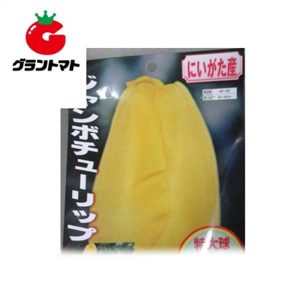 ジャンボチューリップ 黄 20球入り 新潟県産