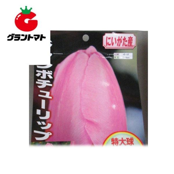 ジャンボチューリップ 桃 20球入り 新潟県産