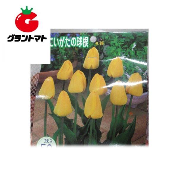 チューリップ球根 徳用 黄 50球入り 新潟県産 【ダンセル】