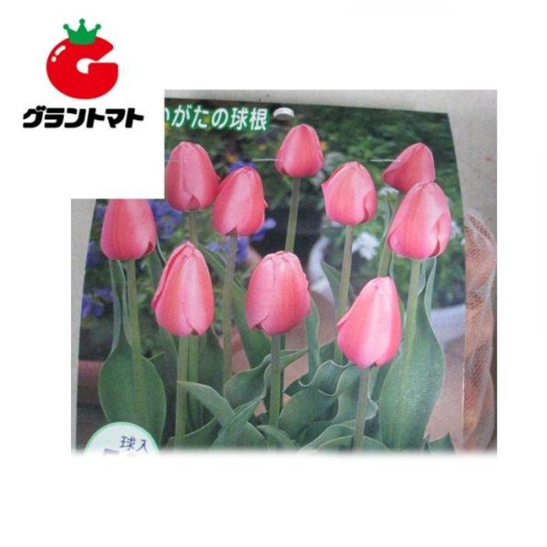 チューリップ球根 徳用 桃 50球入り 新潟県産 【ピンクインプレッション】