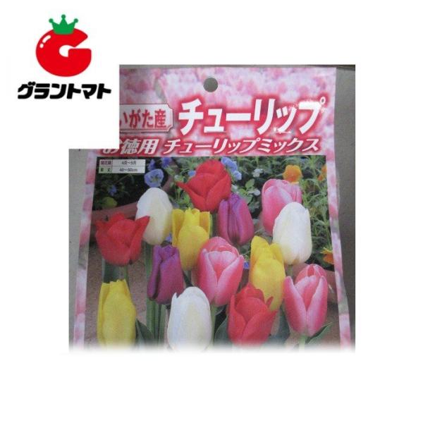 チューリップ球根 徳用 一重咲 混合 50球入り 新潟県産 【赤　黄　白　ピンク　紫　個数不揃】