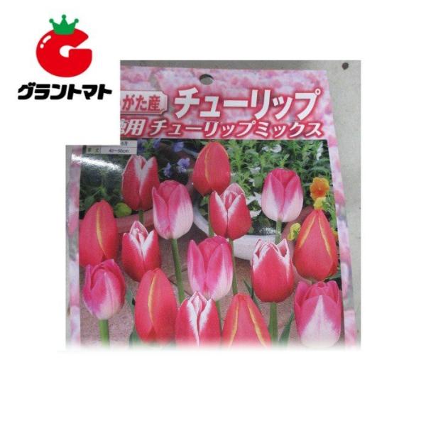 チューリップ球根 徳用 二色咲 色複数種混合 50球入り 新潟県産 【赤黄・赤白・白赤・白桃・黄赤紋...