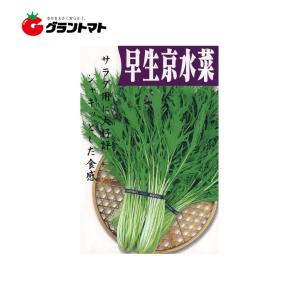 野菜種子 早生千筋京水菜 8ml【メール便】｜grantomato