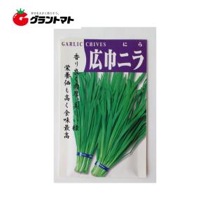 野菜種子 広巾ニラ葱 10ｍｌ【メール便】｜grantomato