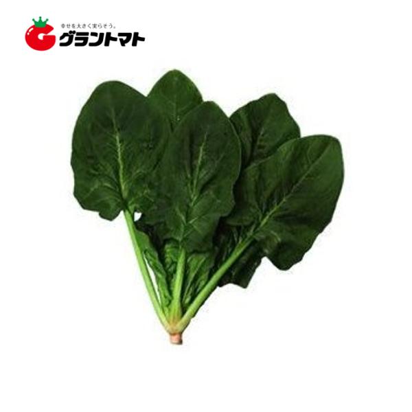 ほうれん草 プリウス 50ml 春まき 夏まき トキタ種苗【ゆうパケット可】