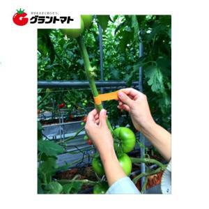 トマトの包帯 25mm巾×5m巻  折れたトマトの枝補修テープ クラレ｜grantomato