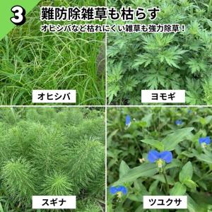 一刀両断草キラー 5L×4本 グルホシネート1...の詳細画像5