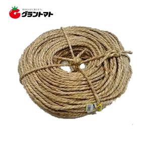 玉縄 5個(1×5) 1分5厘 約1.5kg シンセイ｜グラントマトYahoo!ショッピング店