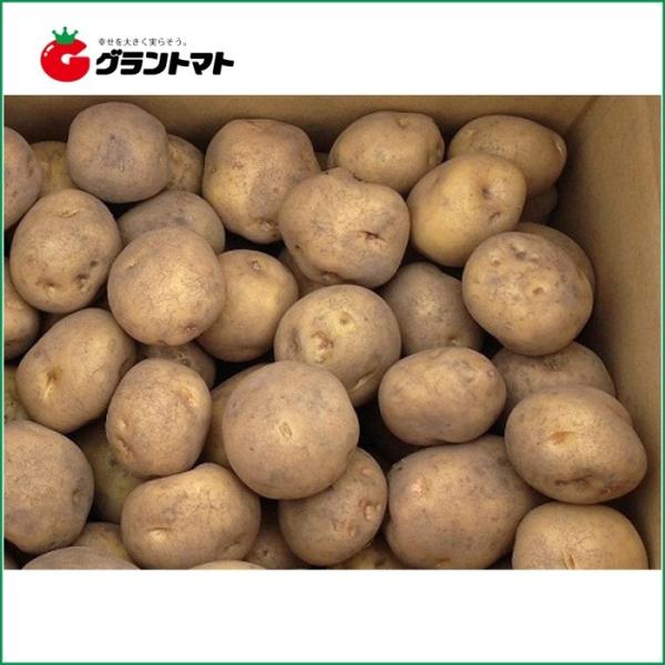 【在庫処分品】キタアカリ（北あかり）10ｋｇ箱 北海道産 じゃがいも種子 【種ばれいしょ検疫合格証票...