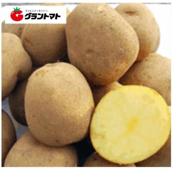 北海道産 じゃがいも種子 トウヤ(とうや) 10kg箱【種ばれいしょ検疫合格証票付き】※サイズ指定不...