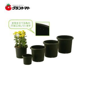 菊鉢5号 BKアイカ【取寄商品】｜grantomato