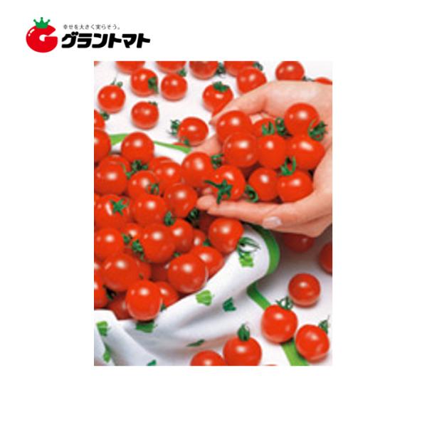 ミニキャロルトマト 実咲 おてがるミニトマト サカタのタネ