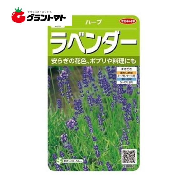 ラベンダー 約60粒 美咲 ハーブ 種子 サカタのタネ【ゆうパケット可】