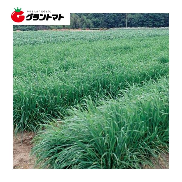 ネグサレタイジ 1kg えん麦種子【取寄商品】