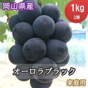 オーロラブラック 1kg 2房 ちょっと訳あり 岡山県産 《大粒 種無し ぶどう 朝採り》