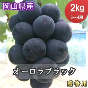 贈答用 オーロラブラック 2kg 3〜4房《岡山県産 大粒 種無し ぶどう 朝採り》